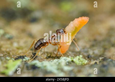 Ein Arbeiter der verrückten Anten (Nylanderia flavipes) trägt eine geplünderte Insektenlarve zurück in sein Nest. Stockfoto