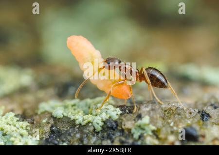 Ein Arbeiter der verrückten Anten (Nylanderia flavipes) trägt eine geplünderte Insektenlarve zurück in sein Nest. Stockfoto