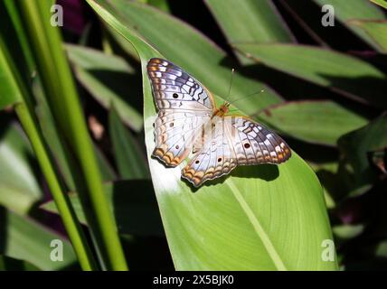 Weißer Pfau, Anartia jatrophae, Victorinini, Nymphalidae, Schmetterlinge. Manuel Antonio, Costa Rica, Mittelamerika. Stockfoto