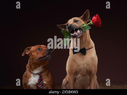 Ein thailändischer Ridgeback und ein Staffordshire Bull Terrier Hund in Krawatten halten Rosen im Mund und strahlen Eleganz und Verspieltheit aus. Stockfoto