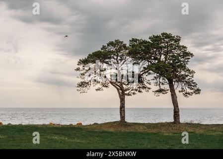 Am Meer auf der Insel Saaremaa, Estland, wachsen einige Kiefern Stockfoto