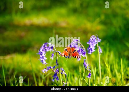 Ein Pfauenfalter (Aglais io) mit offenen Flügeln auf einer Blume (Hyacinthoides non-scripta) im RHS Garden, Wisley, Surrey, Südosten Englands Stockfoto