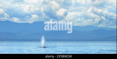 Ein Landschaftsbild mit einem einzigen Buckelwal, der Wasser weht (Megaptera novaeangliae) und Victoria Island im Hintergrund, bedeckter Himmel Stockfoto