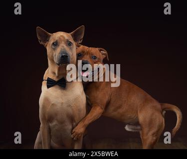 Ein Thai Ridgeback und ein Staffordshire Bull Terrier posieren zusammen in einem Studio-Setting. Zwei Hunde umarmen sich Stockfoto