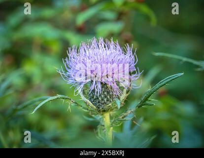 Asteraceae Cirsium arvense oder Kanadadistel, Nahaufnahme der jungen Blüte mit selektivem Fokus. AKA schleichende Distel und Kopfsalat aus der Hölle Stockfoto