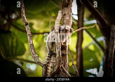 Ein weißgetuftetes Marmoset (Callithrix jacchus), das sich an einen Baum in Rio de Janeiro, Brasilien, klammert Stockfoto