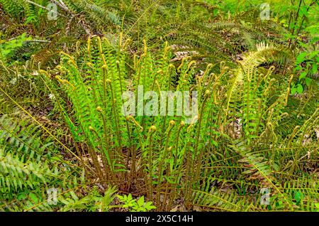 Westernschwertfarn (polystichum munitum) in Oregon, USA. Stockfoto