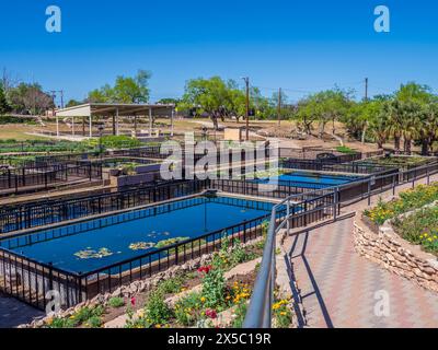 International Waterlily Collection, San Angelo, Texas. Stockfoto