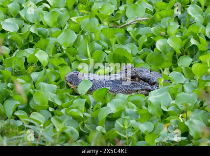 Amerikanischer Alligator (Alligator mississippiensis), der sich in Dickhäuten der Wasserhyazinthen (Pontederia [Eichhornia] crassipes) versteckt, Brazos Bend SP, Texas Stockfoto