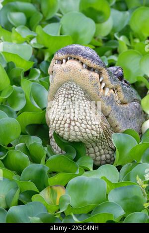 Amerikanischer Alligator (Alligator mississippiensis), der im Dickicht der Wasserhyazinthen (Pontederia [Eichhornia] crassipes) brüllt, Brazos Bend State Park, T Stockfoto