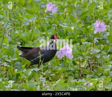 Gallinule (Gallinula galeata) isst Blütenblätter der Wasserhyazinthe (Pontederia [Eichhornia] crassipes), Brazos Bend State Park, Texas, USA. Stockfoto