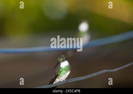 Kolibri sitzt auf einem schwarzen Kabel im Hof Stockfoto