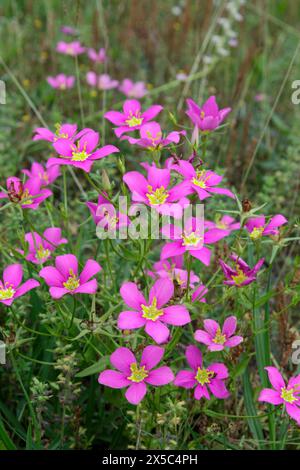 Wiese Pink (Sabatia campestris), auch bekannt als Texas Star, Prairie Rose-Entian im April, Brazos Bend State Park, Texas, USA Stockfoto