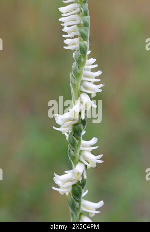 Slender Ladies' Tress (Spiranthes lacera), eine einheimische Orchidee aus Nordamerika, blüht im April im Brazos Bend State Park, Texas, USA. Stockfoto