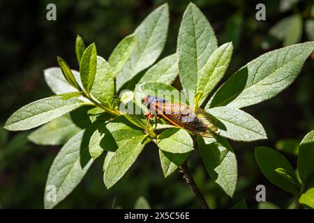 17 Jahre Zikada-Käfer auf einer grünen Azalepflanze. Stockfoto