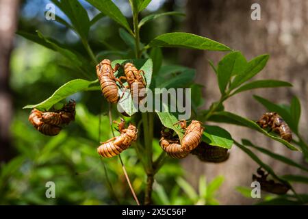 Mehrere 17-jährige Zikada-Insekten-Nymphalexoskelette auf einer grünen Pflanze. Stockfoto