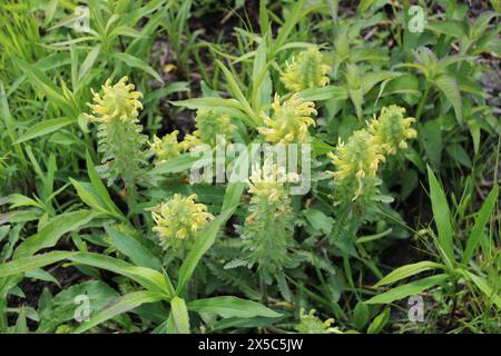 Gruppe von Holzbetonie-Wildblumen in Linne Woods in Morton Grove, Illinois Stockfoto