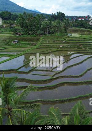 Reisfelder vertikal - Jatiluwih Reisterrassen, Bali, Indonesien Stockfoto