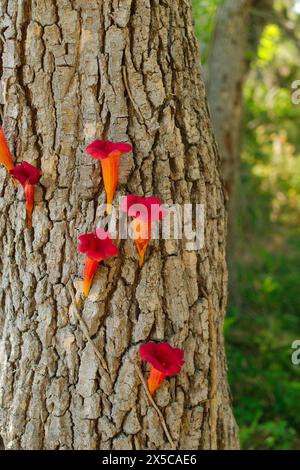 Aus nächster Nähe auf der Seite einer Baumrinde im Sonnenlicht Trompetenreben (Campsis radicans) Kriechgruppen mit auffälligen roten und orangen trompetenförmigen Blüten. Stockfoto