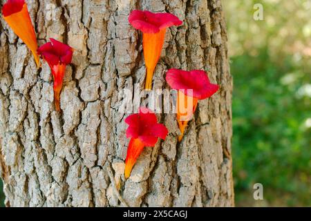 Aus nächster Nähe auf der Seite einer Baumrinde im Sonnenlicht Trompetenreben (Campsis radicans) Kriechgruppen mit auffälligen roten und orangen trompetenförmigen Blüten. Stockfoto