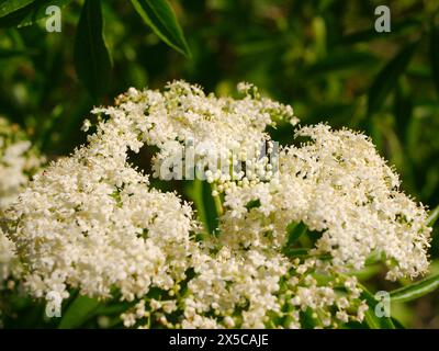 Nahaufnahme bei Sonnenlicht Holunder Sambucus nigra (subsp.) Canadensis mit Elder Flower. Weiße Blumenkapseln blühen mit grünen Blättern in Florida. Verschwommen Stockfoto