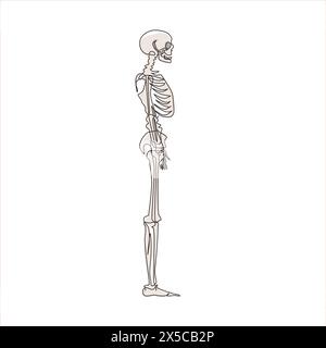 Einzelne einzeilige Zeichnung Seitenansicht des vollständigen anatomischen Skeletts einer Person und einzelner Knochen. Als Kunstillustration in einer wissenschaftlichen Medizin Stock Vektor