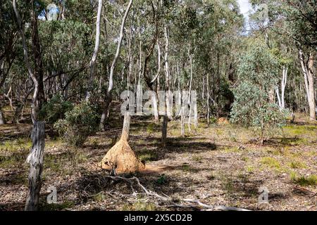 Termitennester im Turon National Park, regionale New South Wales, Australien Stockfoto