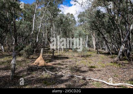 Termitennester im Turon National Park, regionale New South Wales, Australien Stockfoto