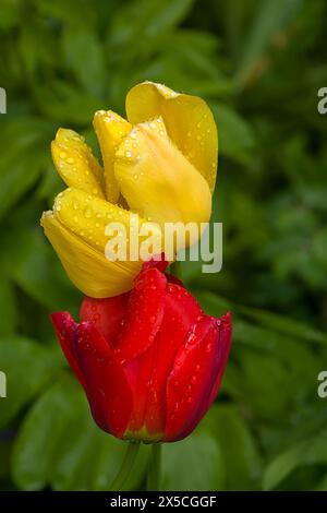 Rote und gelbe Tulpenblüten (Tulipa) mit Regentropfen, Bayern, Deutschland Stockfoto