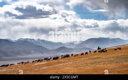 Schafherde und Reiter auf einem Hochplateau, Ak Shyrak Mountains, bei Kumtor, Kara-Say, Tian Shan, Kirgisistan Stockfoto