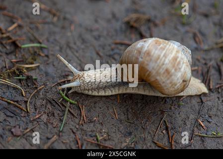 Burgunderschnecke (Helix pomatia) auf einem Waldweg, Bayern, Deutschland Stockfoto