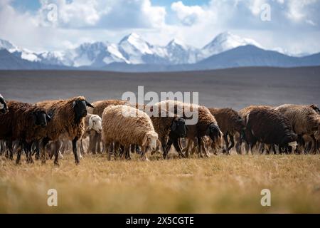 Schafherde auf einem Hochplateau, Ak Shyrak Mountains, in der Nähe von Kumtor, Kara-Say, Tian Shan, Kirgisistan Stockfoto