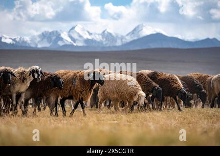 Schafherde auf einem Hochplateau, Ak Shyrak Mountains, in der Nähe von Kumtor, Kara-Say, Tian Shan, Kirgisistan Stockfoto