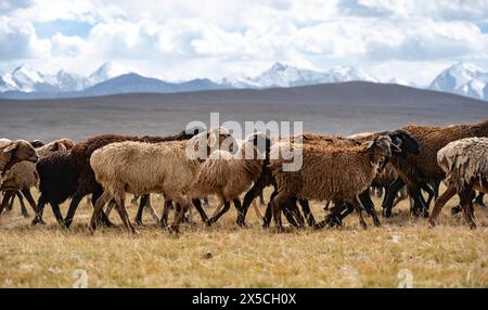 Schafherde auf einem Hochplateau, Ak Shyrak Mountains, in der Nähe von Kumtor, Kara-Say, Tian Shan, Kirgisistan Stockfoto