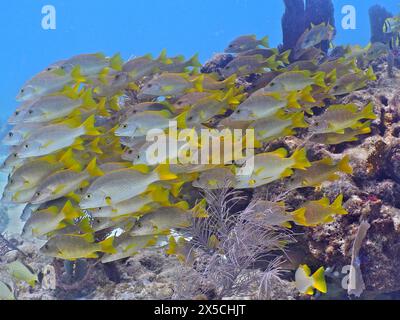 Eine große Schule von gelben Fischen, Schulmeister Schnapper (Lutjanus apodus), vor einem felsigen Riff unter Wasser. Tauchplatz John Pennekamp Coral Reef Stockfoto