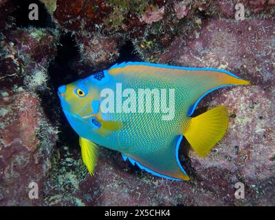 Ein farbenfroher Meeresengelfisch, Königin-Engelsfisch (Holacanthus ciliaris), schwimmt auf einem felsigen Riff im Ozean. Tauchplatz John Pennekamp Coral Reef State Stockfoto