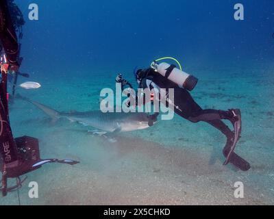 Korrektes Verhalten: Ein Taucher schiebt einen aufdringlichen Tigerhai (Galeocerdo cuvier) mit sanftem Druck auf die Nase beiseite. Tauchplatz Jupiter, Florida, USA Stockfoto