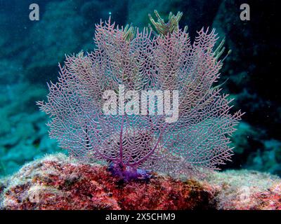 Ein Gorgonien, gemeiner Seefächer (Gorgonia ventalina), in voller Pracht auf dem Meeresboden. Tauchplatz John Pennekamp Coral Reef State Park, Key Largo, Florida Stockfoto