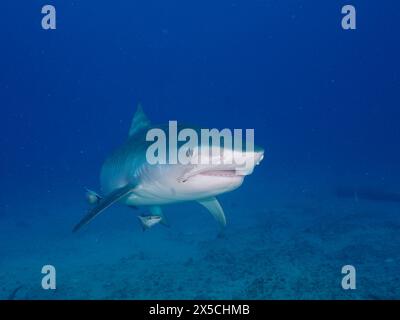 Tigerhai (Galeocerdo cuvier) mit leicht offenem Mund im offenen Wasser, Tauchplatz Jupiter, Florida, USA Stockfoto