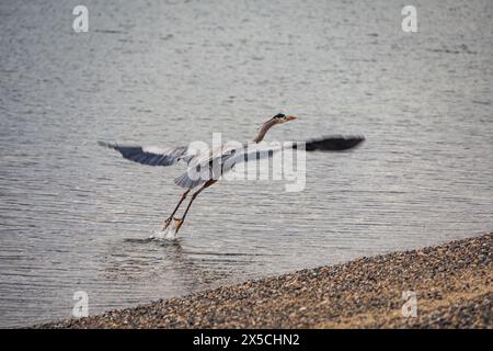 Ein wunderschöner Blaureiher, der in den ruhigen Gewässern am Ufer der Bahia de los Angeles im Meer von Cortez weht Stockfoto