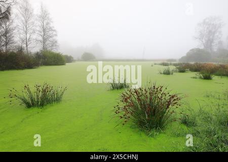 Moorsee, Wasser, Schilf, Segge, Gräser, Familie Sauergras (Carex), Moor, Eulenbruck, Pfrunger-Burgweiler Ried. Baden-Württemberg, Deutschland Stockfoto