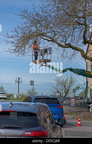 Einen überhängenden Baum auf einer Straße Fällen, Bayern, Deutschland Stockfoto