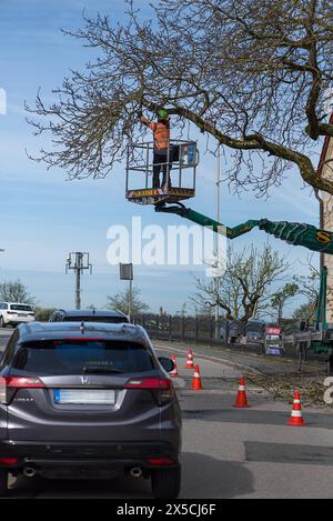 Einen überhängenden Baum auf einer Straße Fällen, Bayern, Deutschland Stockfoto