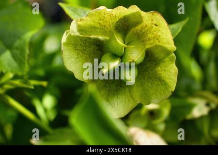 Helleborus-Schoten im Hermannshofgarten in Weinheim. Stockfoto