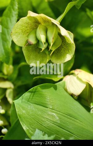 Helleborus-Schoten und grüne Blätter im Hermannshofgarten in Weinheim. Stockfoto