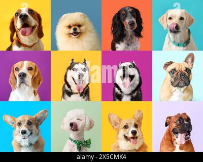 Collage vieler verschiedener Hunde auf farbigem Hintergrund Stockfoto