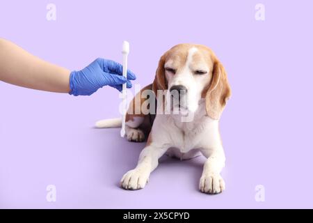 Weibliche Tierärztin in medizinischen Handschuhen, die Zahnbürste in der Nähe von niedlichem Hund auf Fliederhintergrund halten Stockfoto