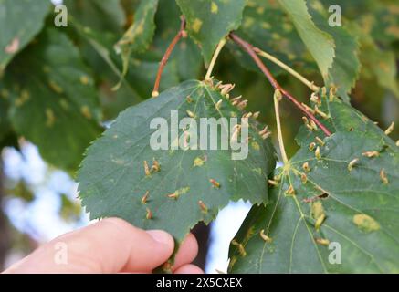 Lindennagelgelmilbenerkrankungen bei Lindenblättern. Die Rotbaumkrankheit der Lindengallenrot. Stockfoto