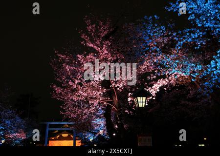 Yasukuni Jinja (Schrein im schintoistischen Stil) mit Frühlingskirschblüte (Sakura) in Chiyoda, Tokio, Japan Stockfoto