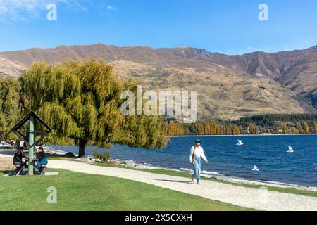 Seeufer im Herbst, Wānaka, Otago, Südinsel, Neuseeland Stockfoto